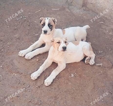 alaway - Ашхабад - img 3