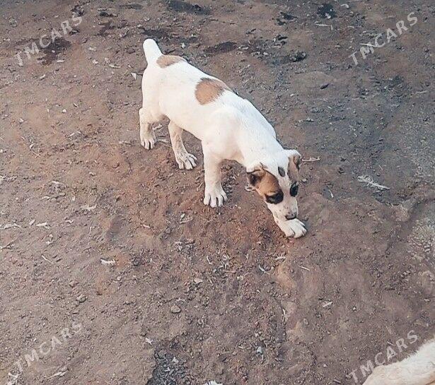 alaway - Ашхабад - img 2