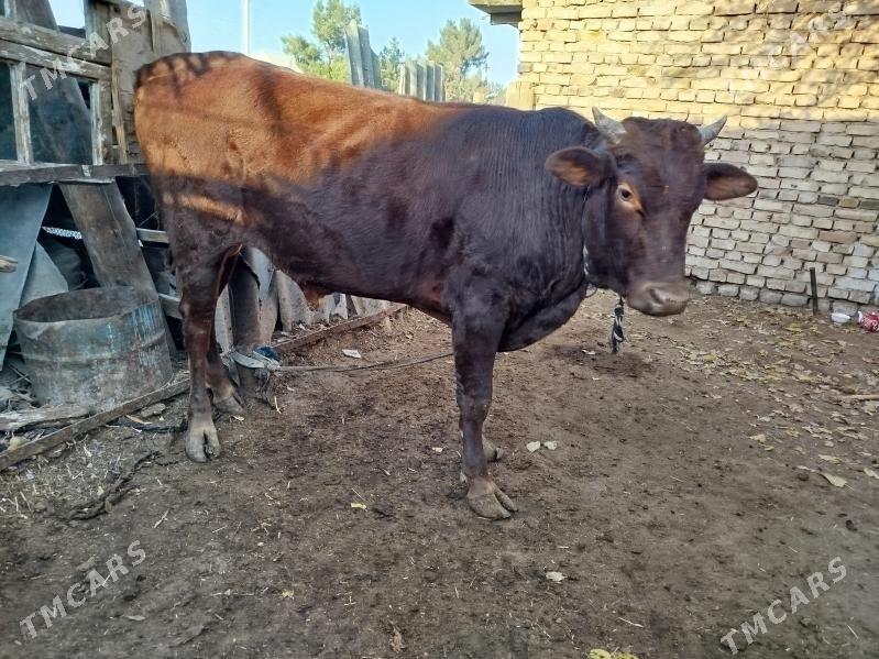 Uly öküz - Векильбазар - img 8