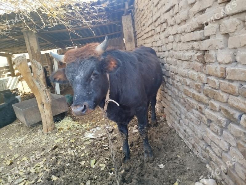 Uly öküz - Векильбазар - img 4