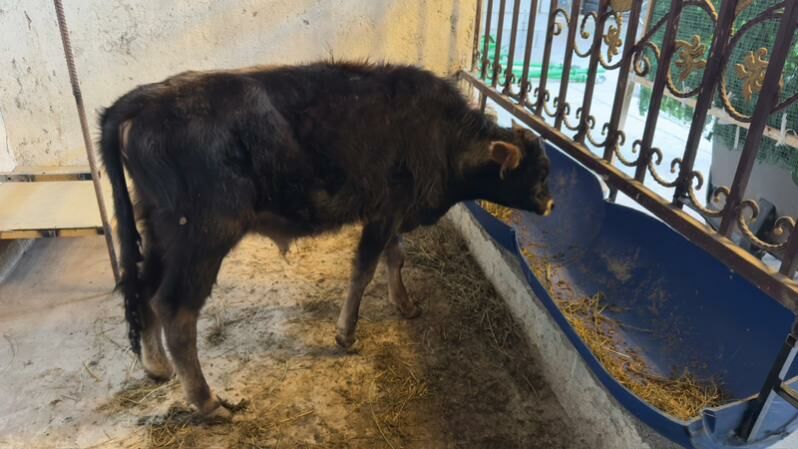 Okuz / Tuwe - Чоганлы - img 2