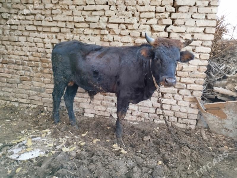 Uly öküz - Векильбазар - img 3