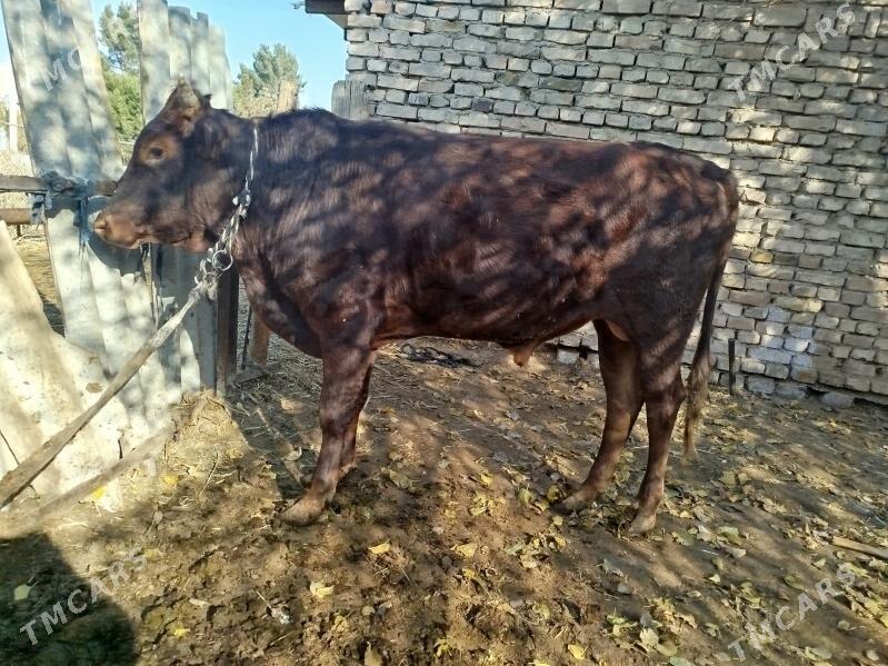 Uly öküz - Векильбазар - img 9