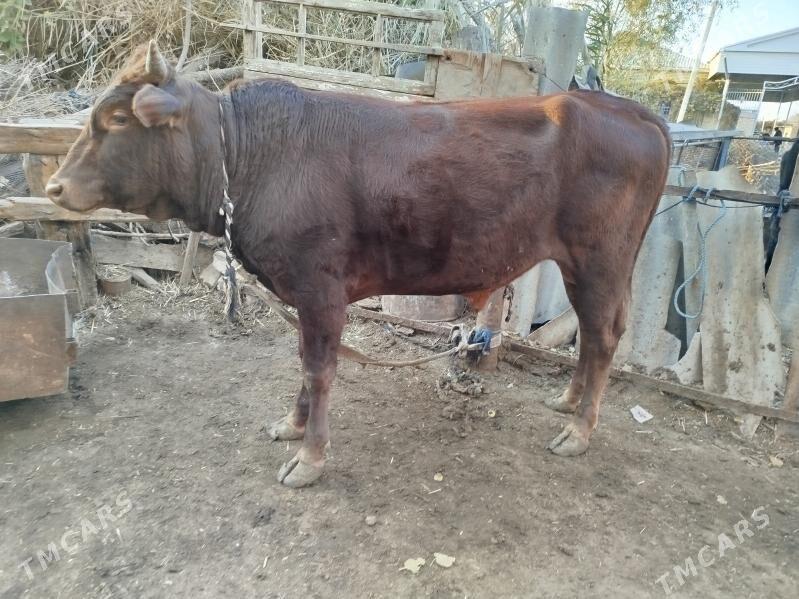 Uly öküz - Векильбазар - img 7