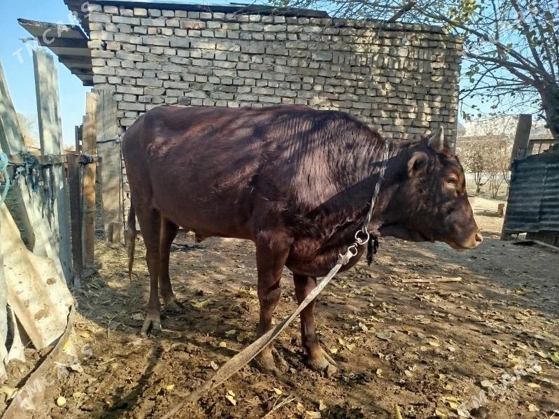 Uly öküz - Векильбазар - img 10