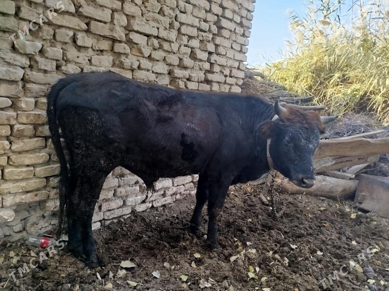 Uly öküz - Векильбазар - img 2