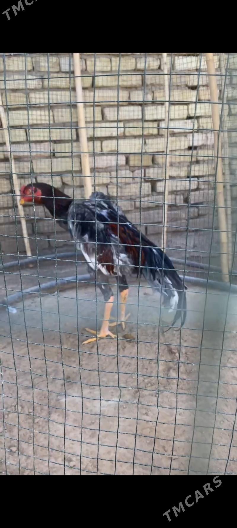 horaz - Murgap - img 2