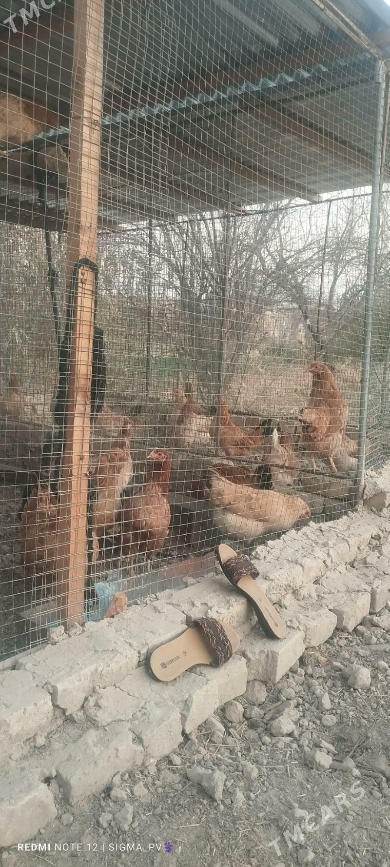 towuk - Туркменгала - img 3