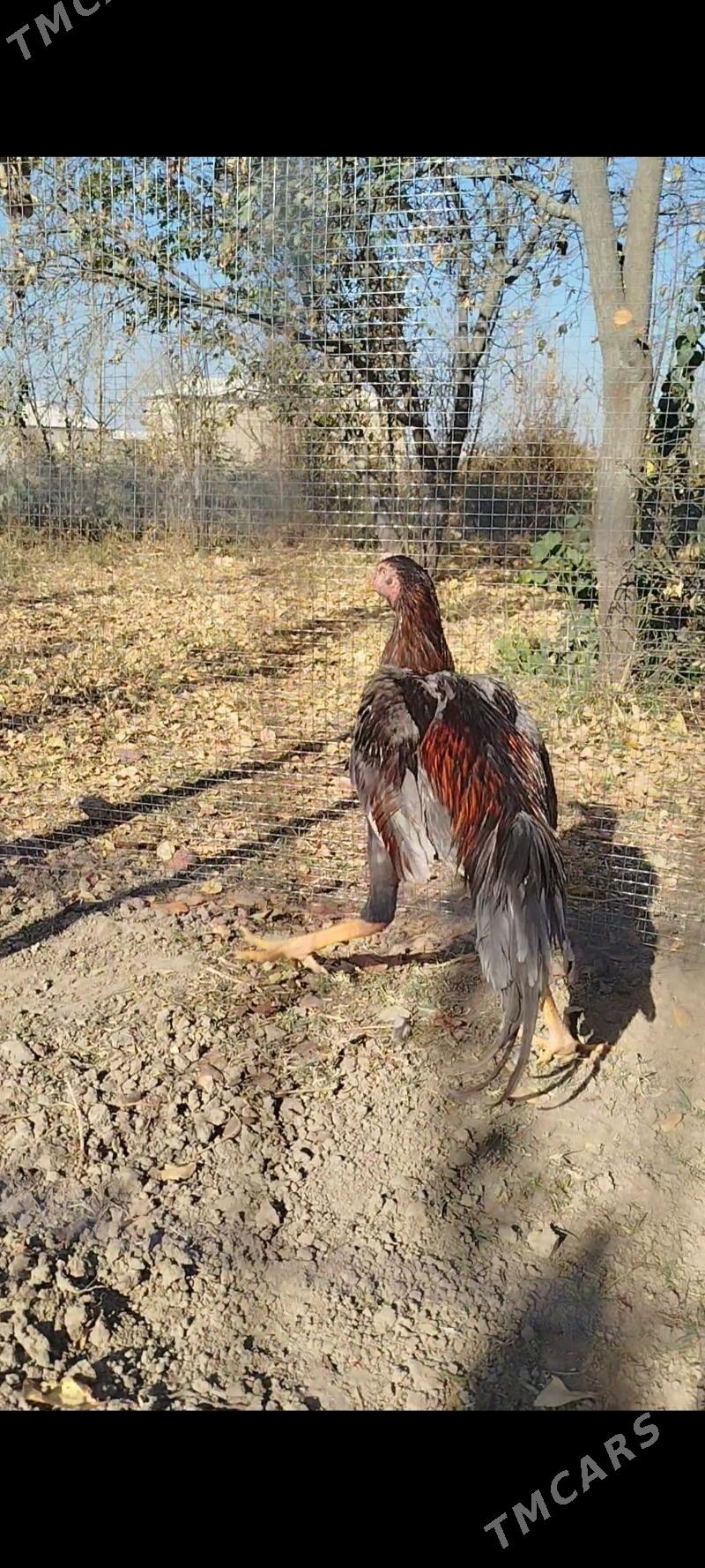 horaz - Murgap - img 3