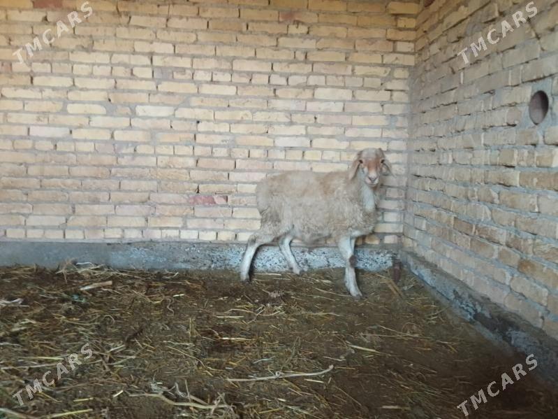 Goyun - Çärjew - img 4