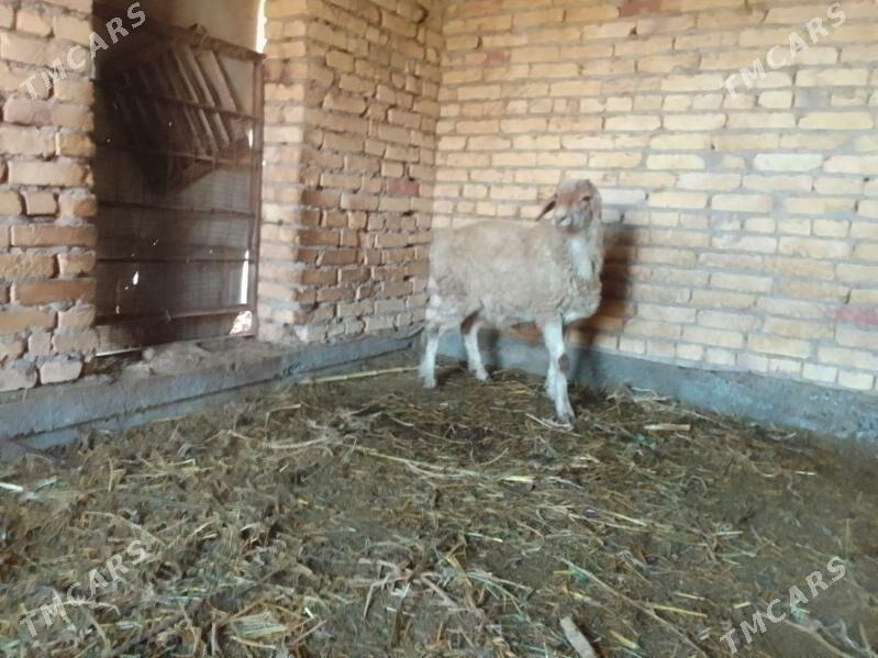 Goyun - Çärjew - img 3