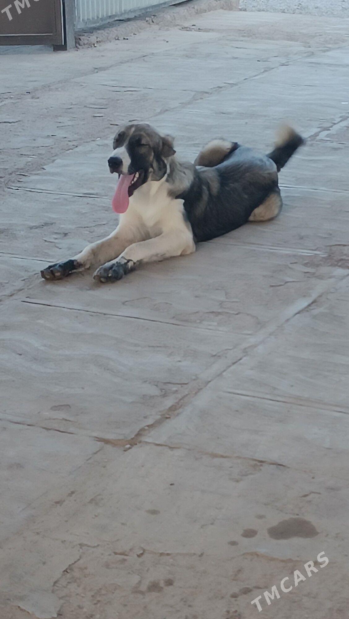 turkmen alabayy - Мургап - img 4