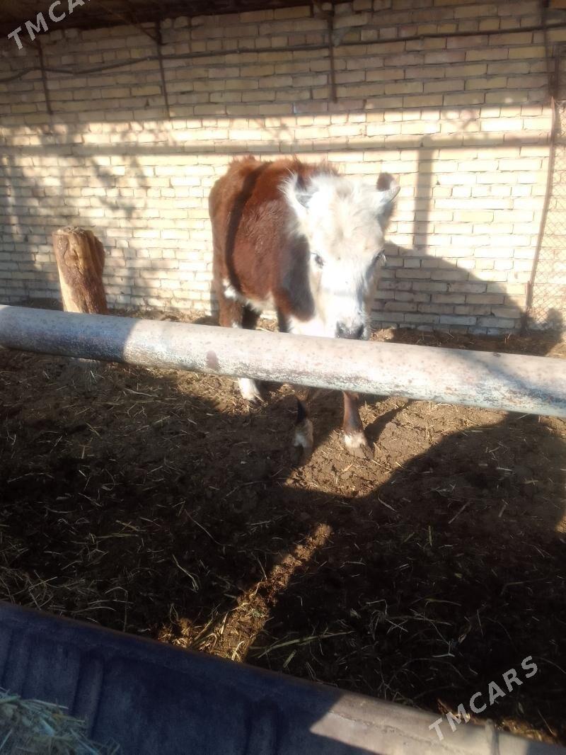 Gunajyn - Чарджоу - img 5