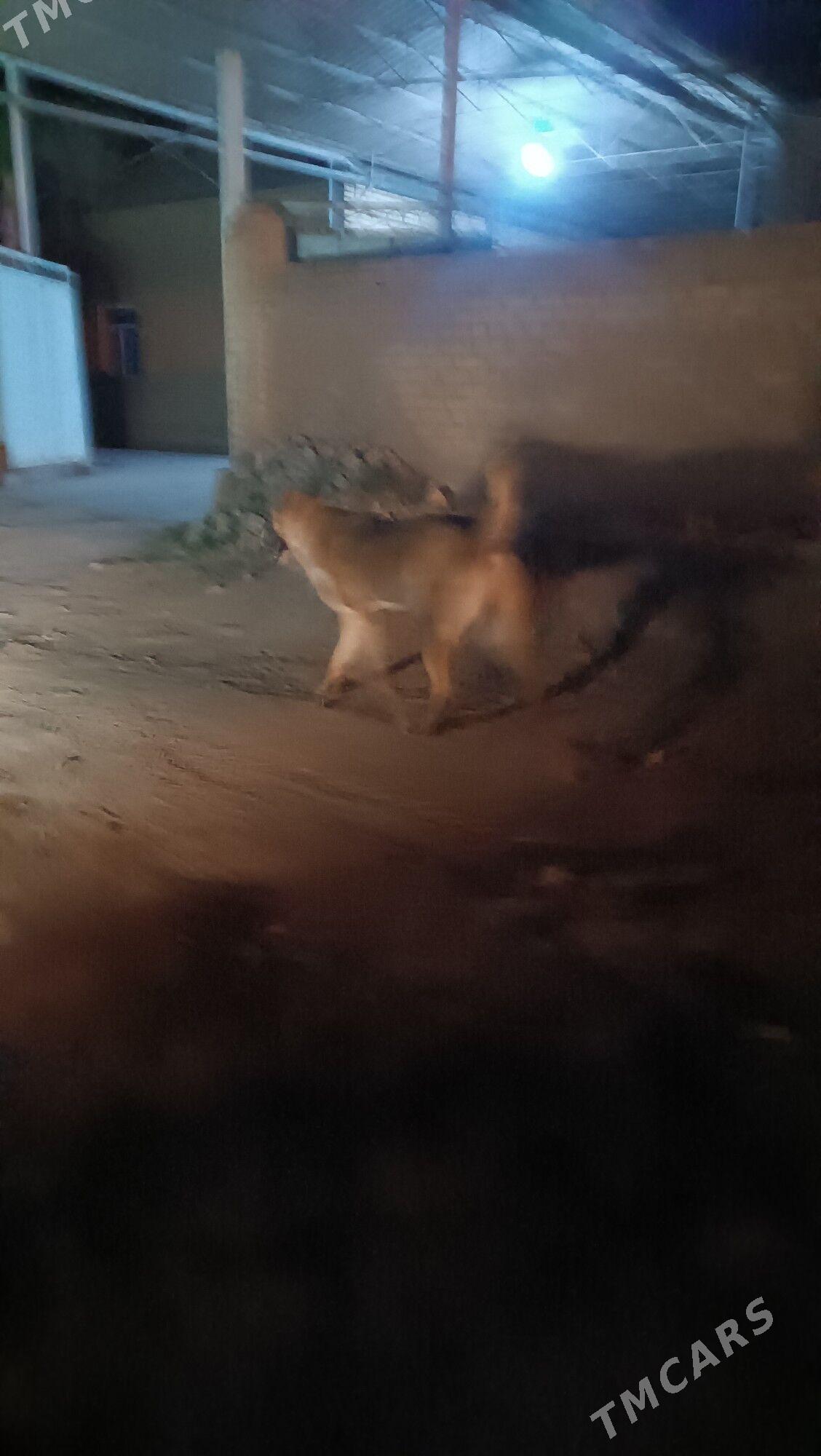 turkmen alabayy - Мургап - img 2