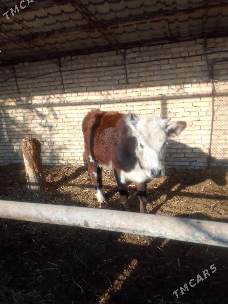 Gunajyn - Чарджоу - img 2