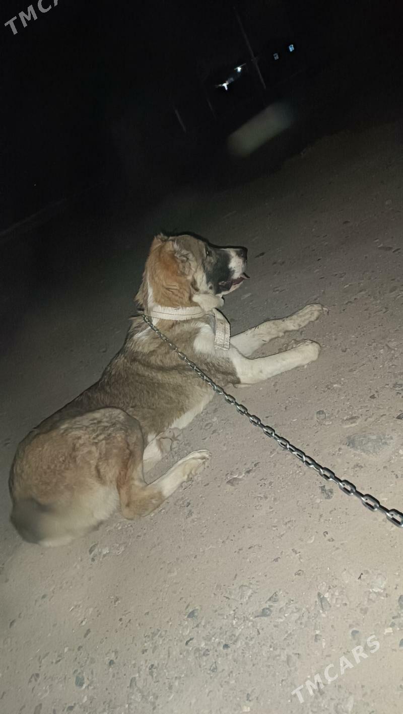 turkmen alabayy - Мургап - img 3