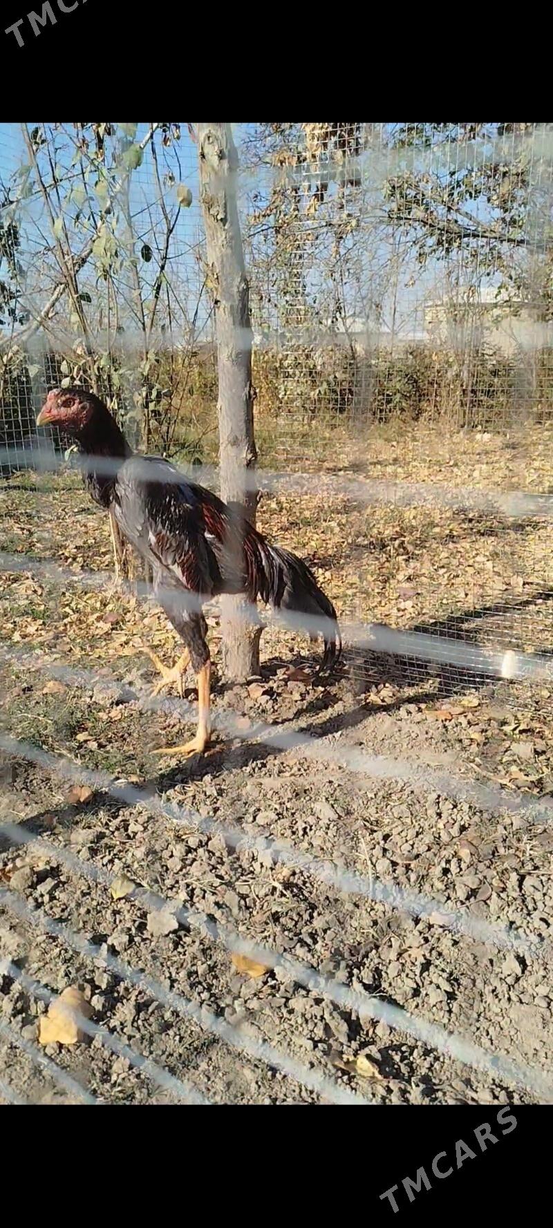 horaz - Murgap - img 4