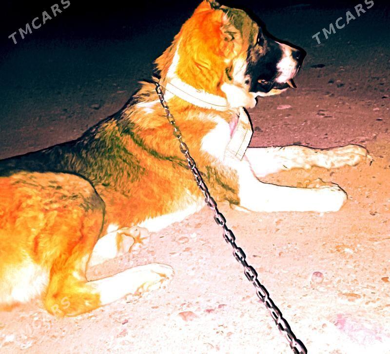 turkmen alabayy - Murgap - img 1