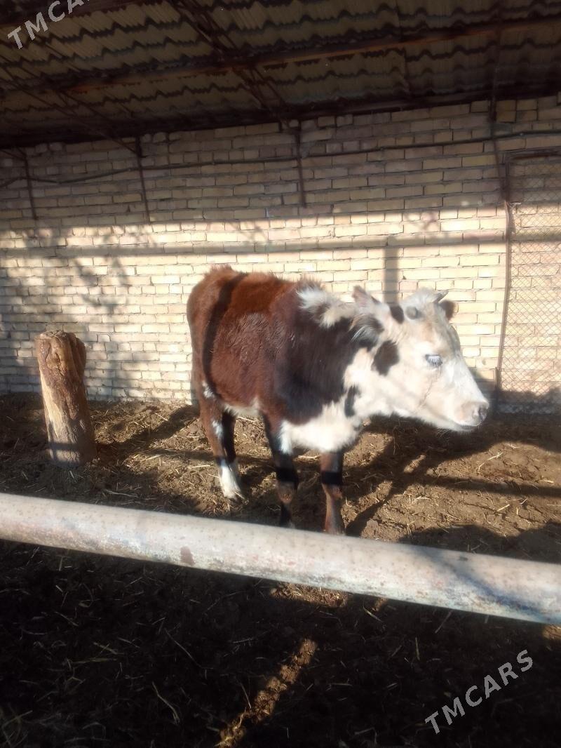 Gunajyn - Чарджоу - img 6