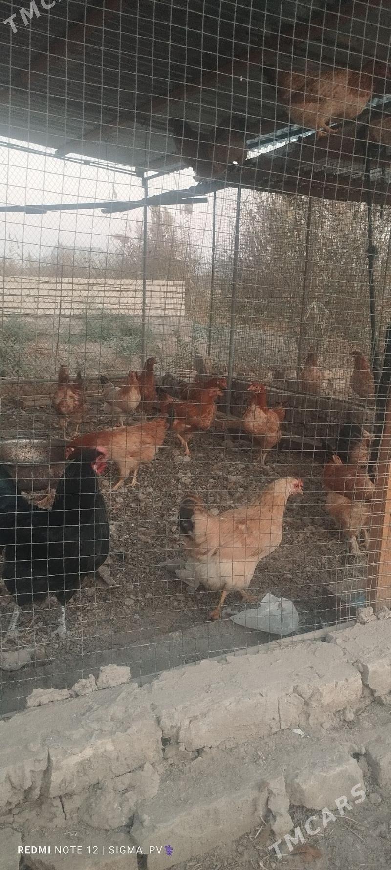 towuk - Туркменгала - img 4