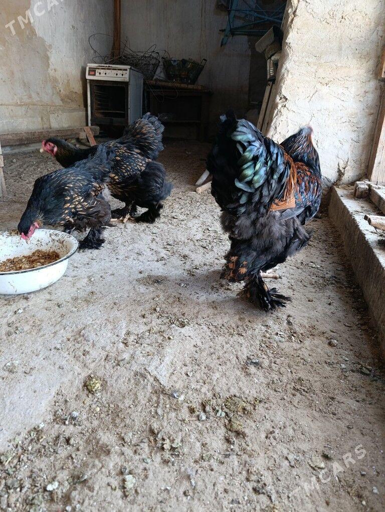 Brama laset - Гызыларбат - img 5