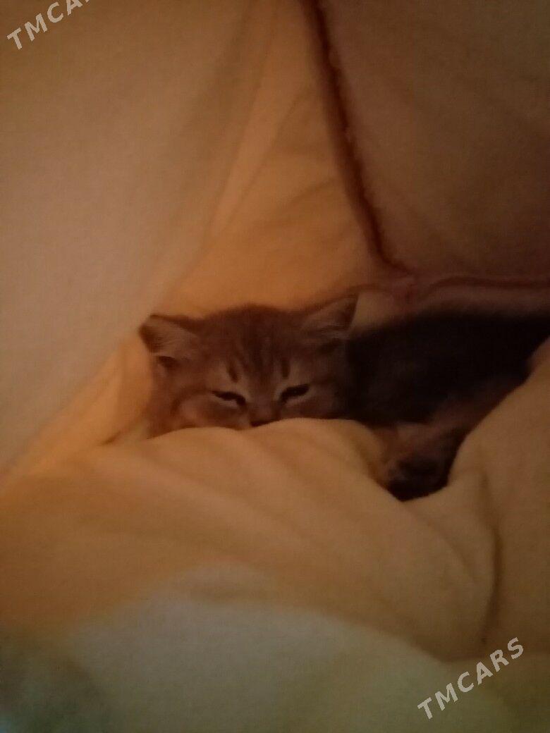 Satlansky pisik - 8 мкр - img 2