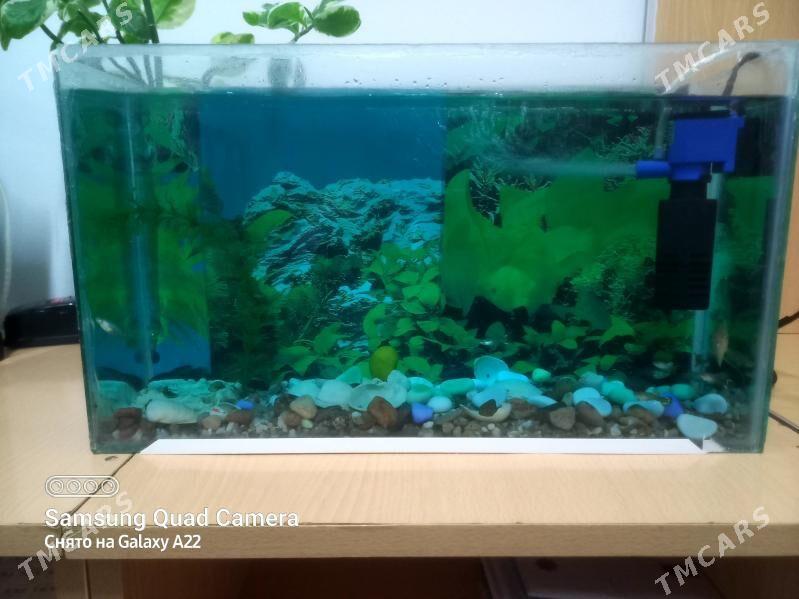akwarum - 9 мкр - img 3