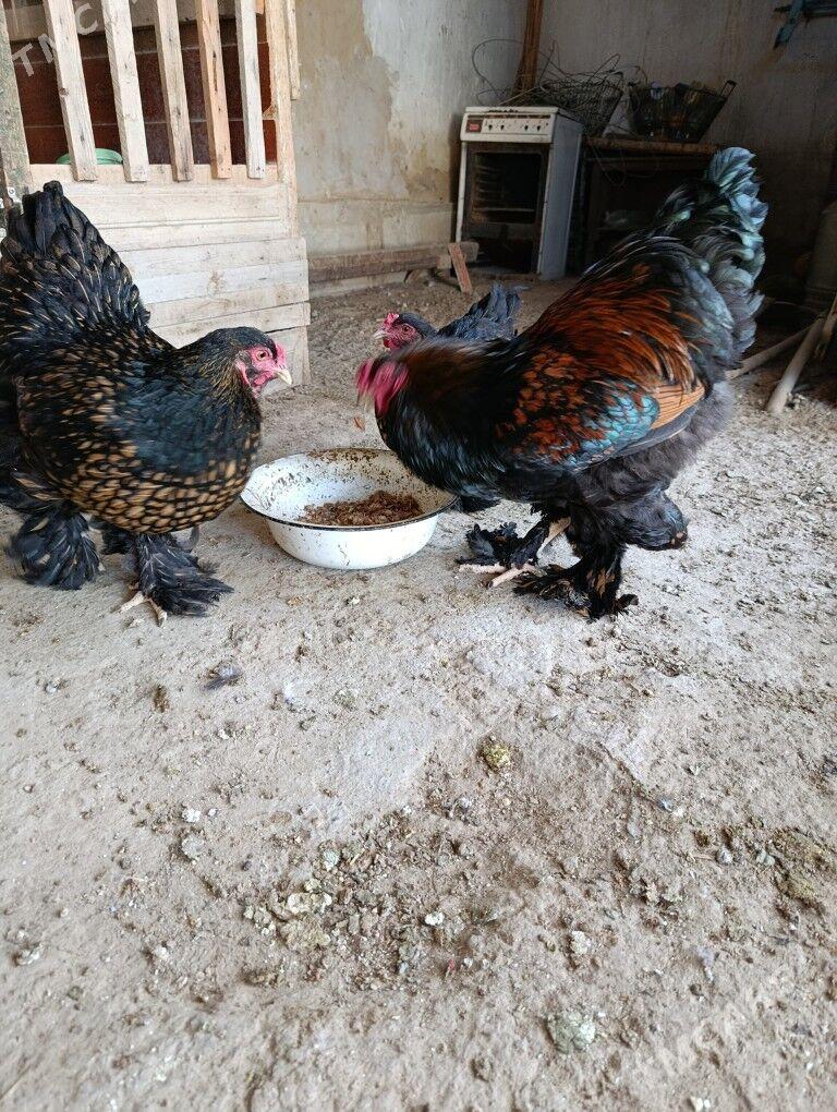 Brama laset - Гызыларбат - img 2