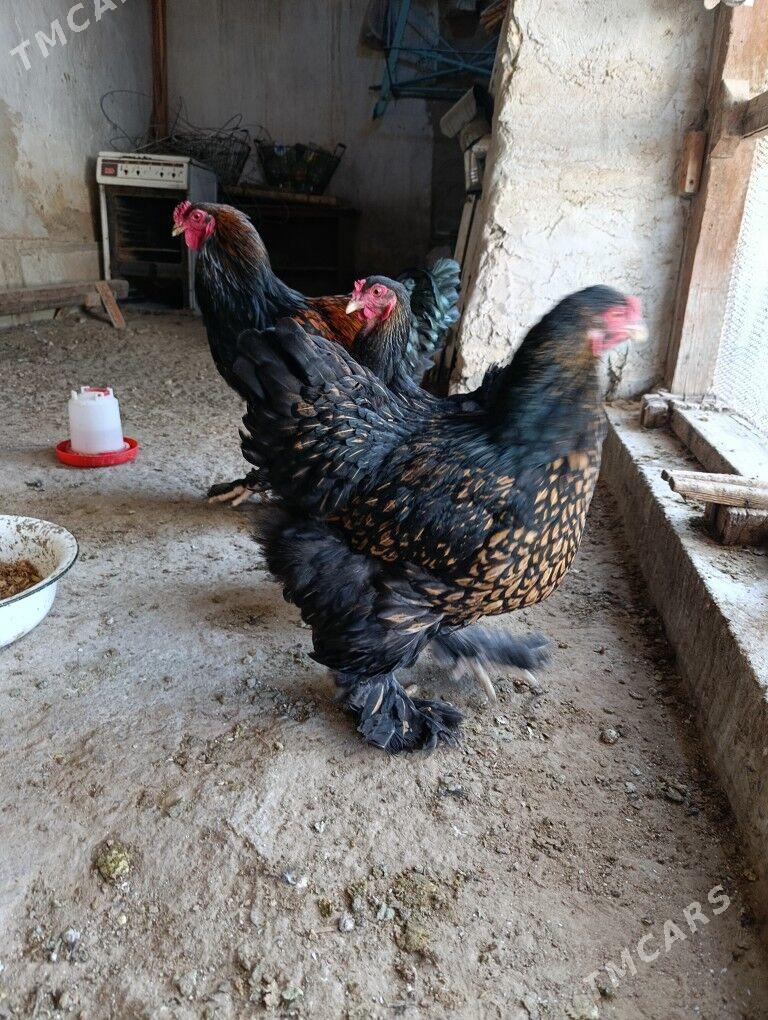 Brama laset - Гызыларбат - img 1