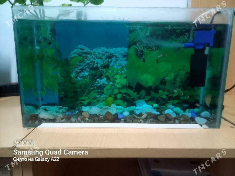 akwarum - 9 мкр - img 2