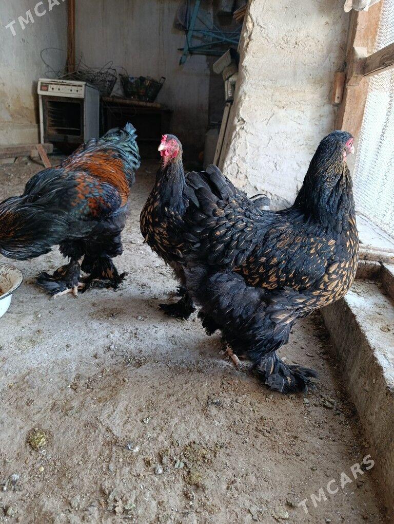 Brama laset - Гызыларбат - img 3