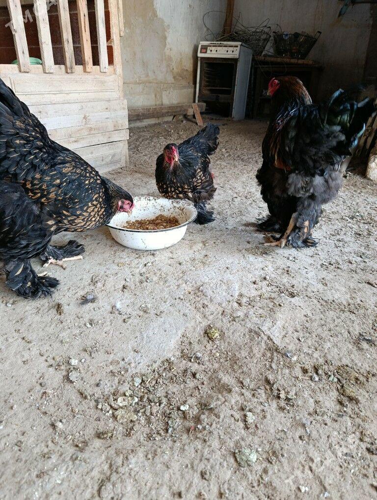 Brama laset - Гызыларбат - img 4