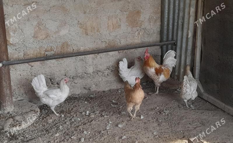 Towuk - Balkanabat - img 2