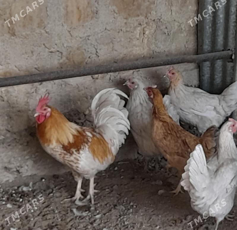 Towuk - Balkanabat - img 4