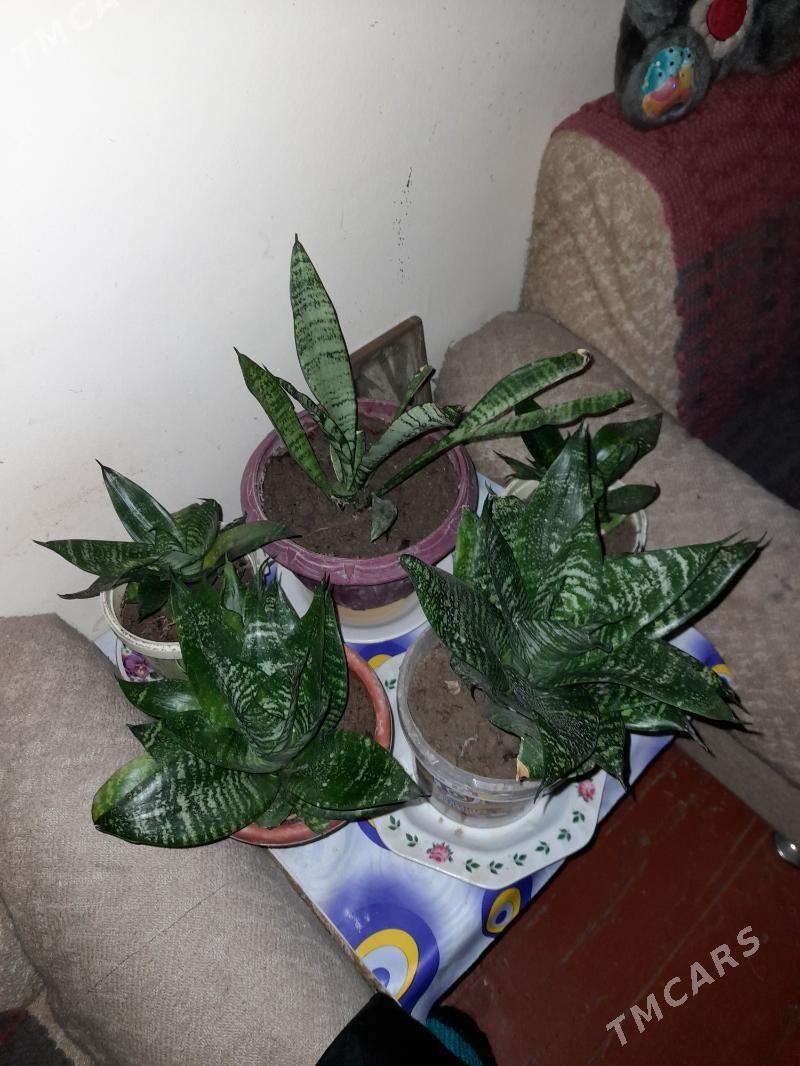 Сансинвьера - Aşgabat - img 2