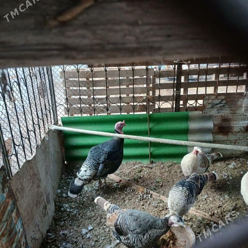 induk - Herrikgala - img 2