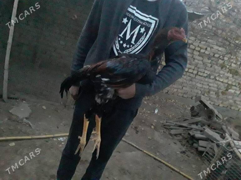 bayes horaz - Çärjew - img 2