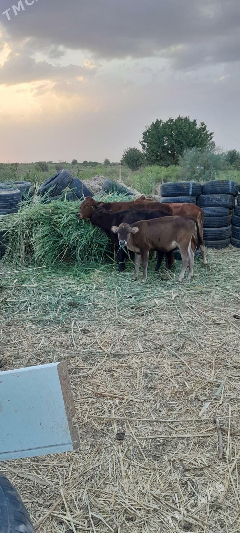 gole - Ашхабад - img 1