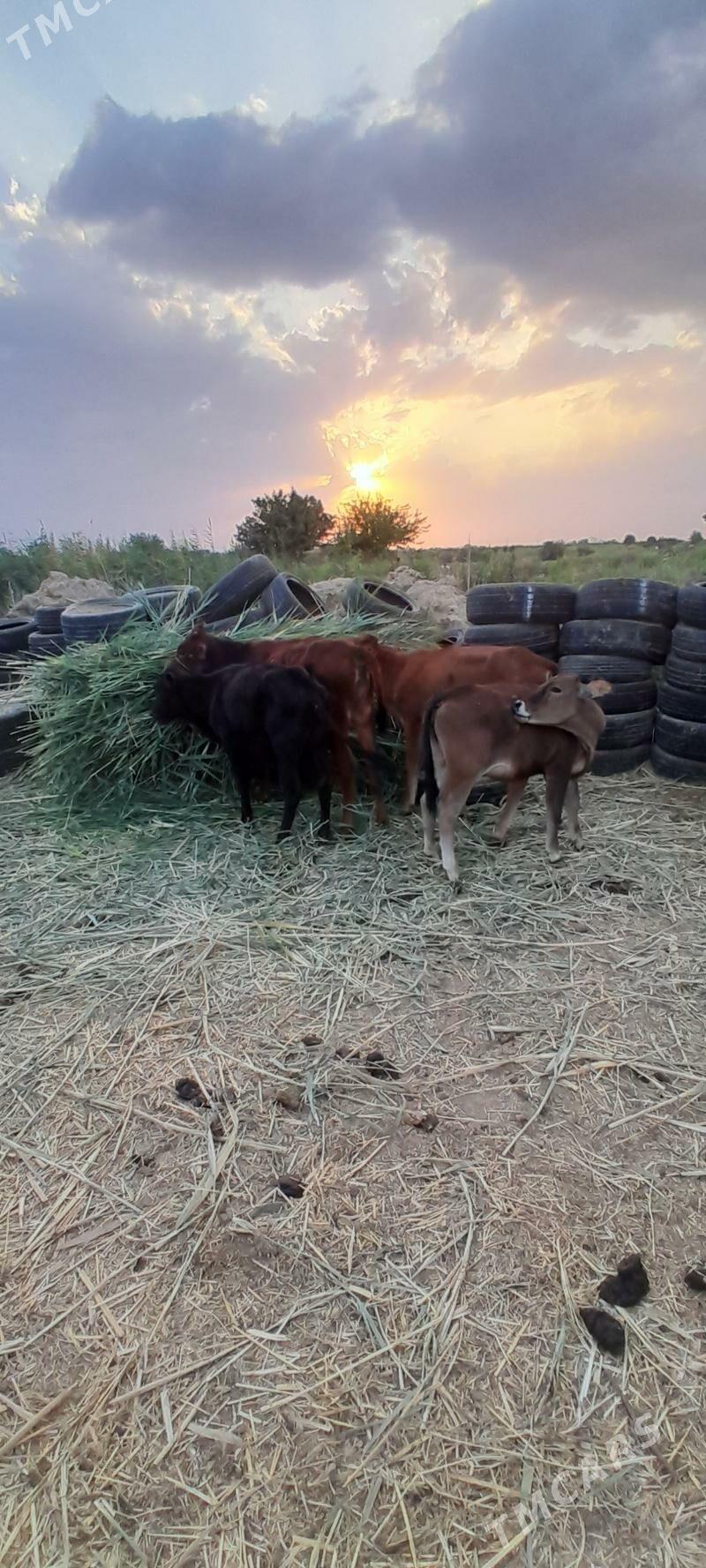 gole - Ашхабад - img 2