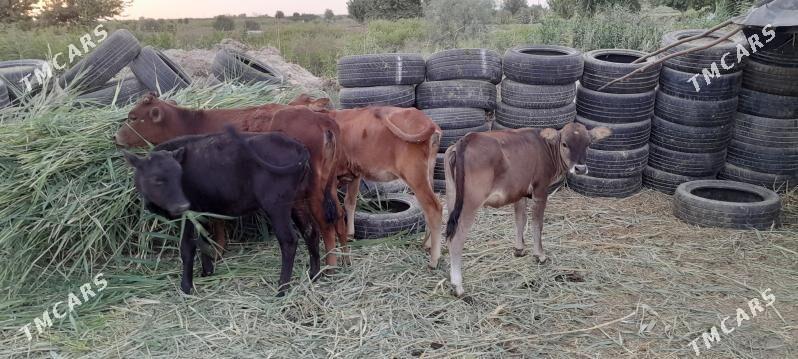 gole - Ашхабад - img 4