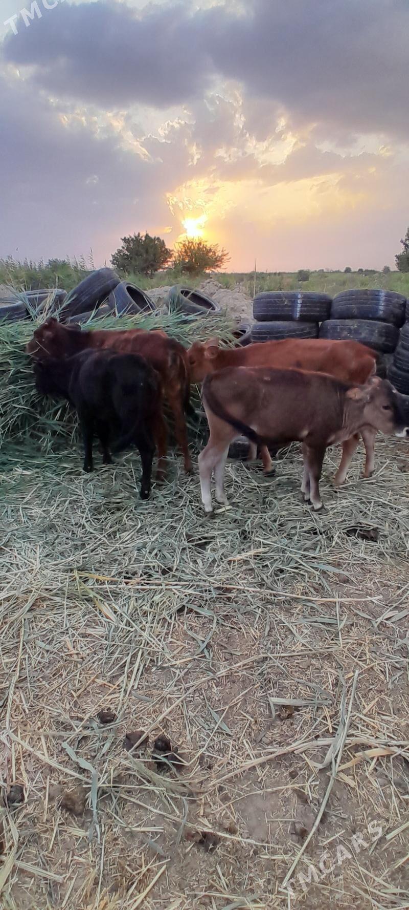 gole - Ашхабад - img 3