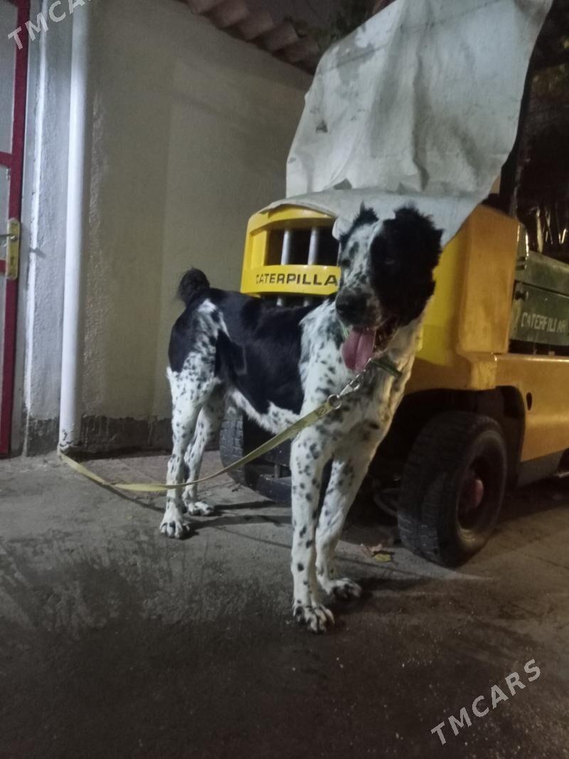 Alabay it gujuk - Ашхабад - img 2