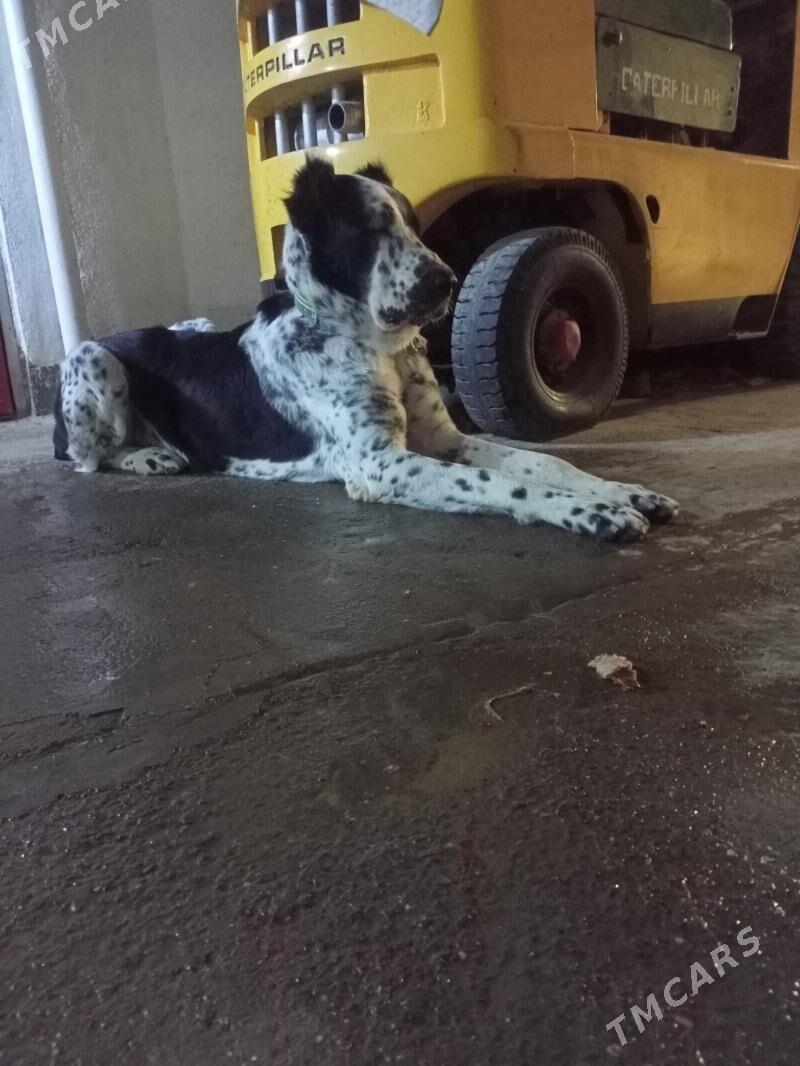 Alabay it gujuk - Ашхабад - img 4