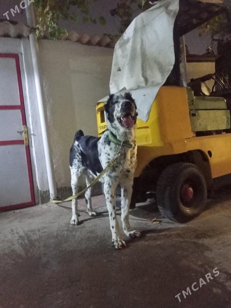 Alabay it gujuk - Ашхабад - img 3