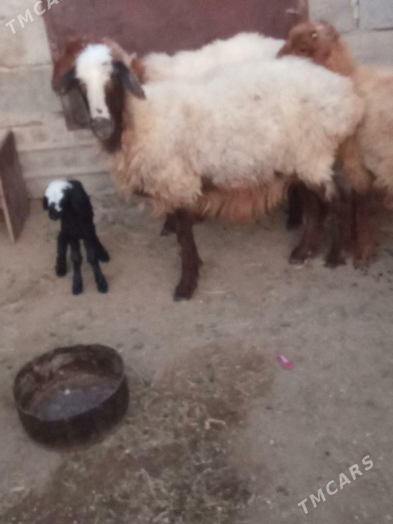 Guzuly goýun - Esenguly - img 2