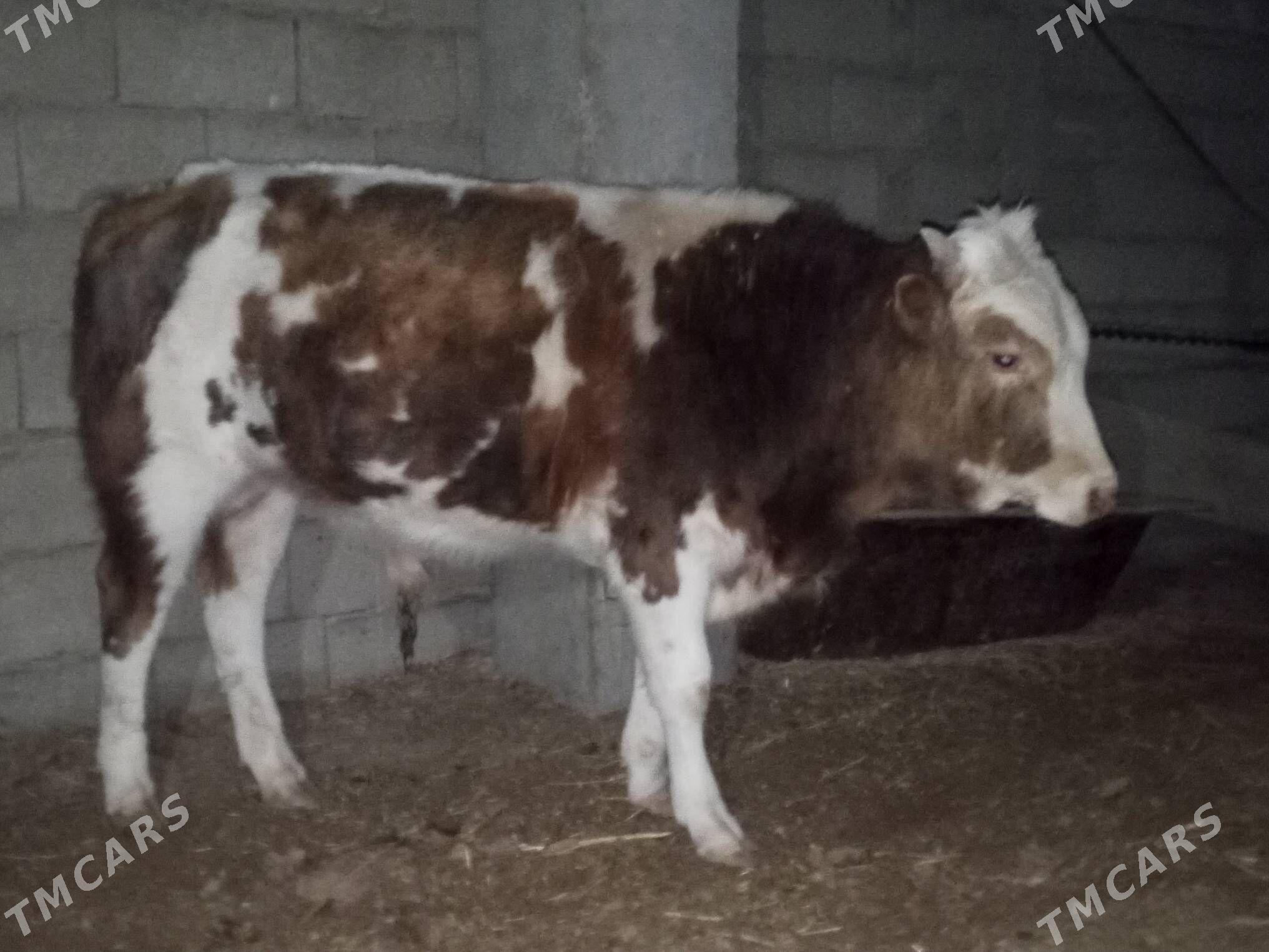 okuz - Балканабат - img 2