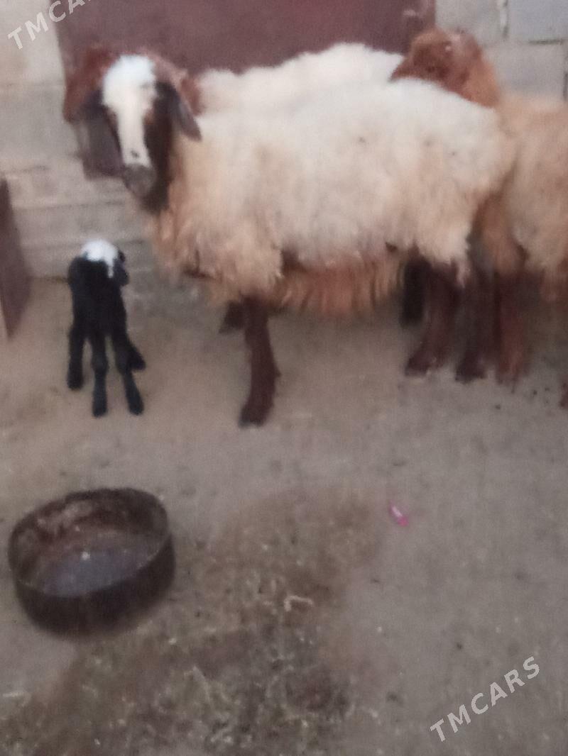 Guzuly goýun - Esenguly - img 3