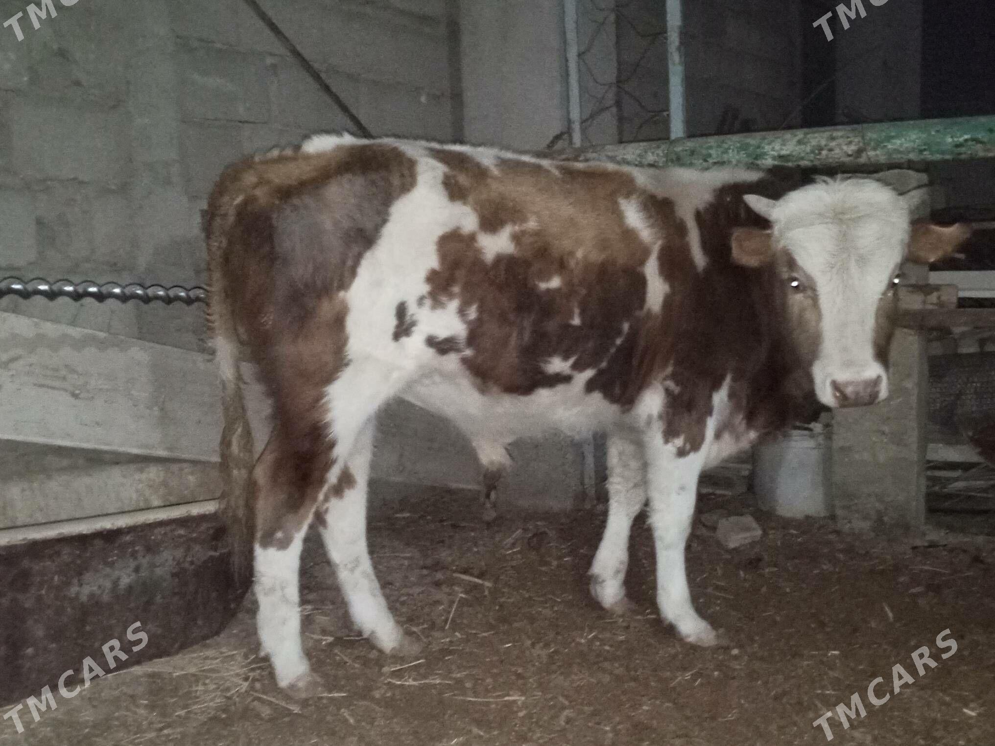 okuz - Балканабат - img 3