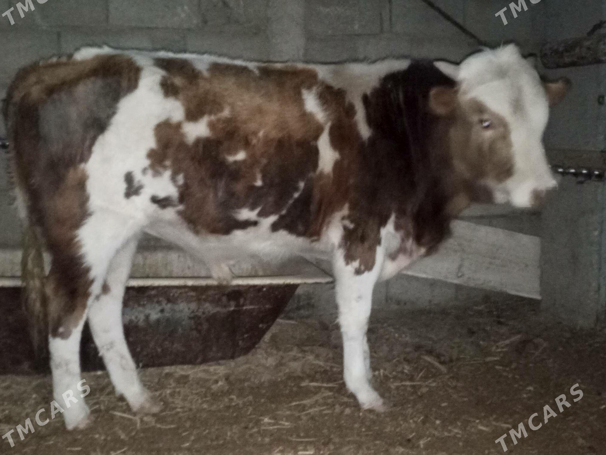 okuz - Балканабат - img 1