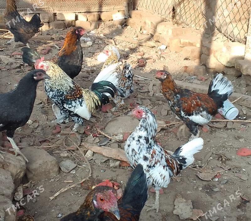 Karlik - Чарджоу - img 4